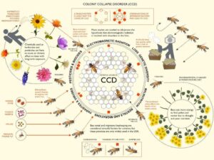 Scientists shaken by alarming discovery inside collapsing bee colonies — here’s what they found
