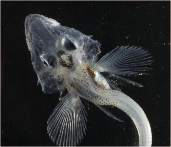 Scientists make jaw-dropping find after drilling more than 1,500 feet into Antarctic ice: ‘We even discovered a school of lobster-like creatures’