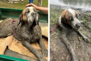 Video: Animal Rescuer’s Dramatic Puppies Rescue Is Tear-Jerking