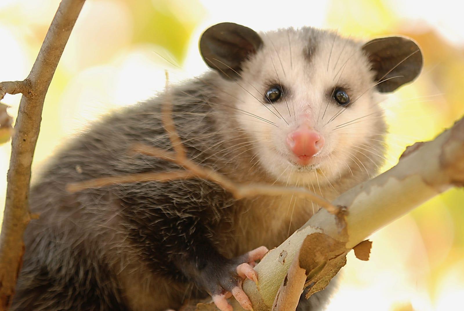 Residents shocked after unexpected creature wanders into backyard: ‘The police don’t want us to go outside’