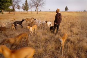 Lawmakers advance historic ban on controversial hunting practice: ‘If a domestic animal were treated in this way, there would be an outcry’