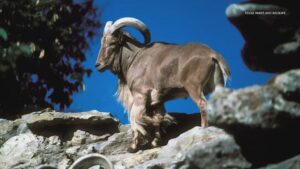 Texas Adds Aoudad to the List of Animals You Can Hunt from Helicopters