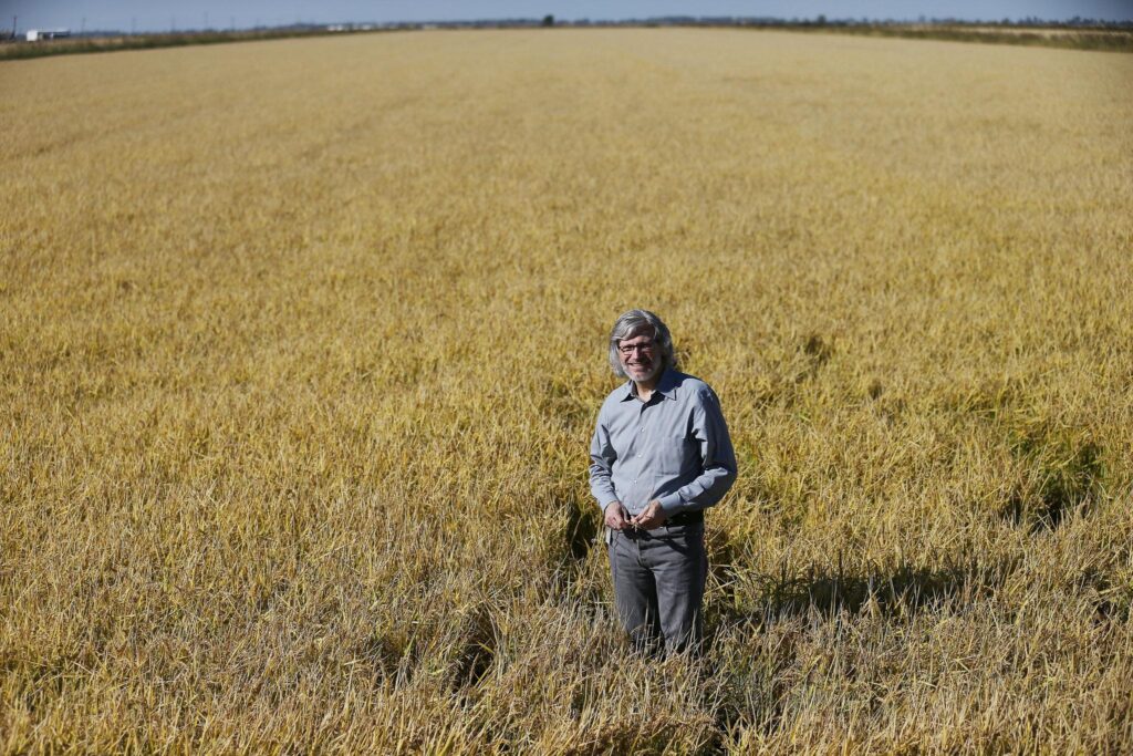 The ‘king of poisons’ is building up in rice