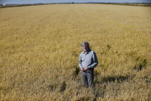 The ‘king of poisons’ is building up in rice