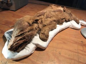 14,000-year-old mummified ‘puppies’ weren’t dogs at all, new research shows