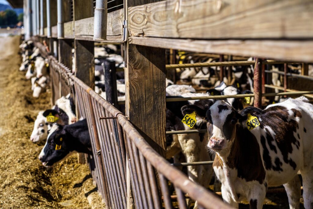 Wisconsin dairy farmer sues Trump administration claiming discrimination against white farmers