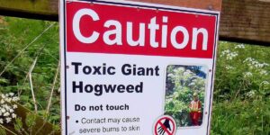 Residents devastated as highly toxic plant rapidly spreads through nearly three-quarters of the nation: ‘Caused entire communities to be displaced’