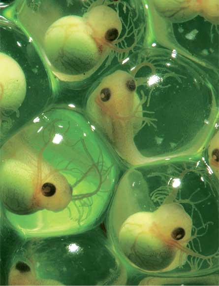 Government says Harvard researcher accused of smuggling frog embryos brought ‘biological materials’