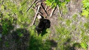 A Michigan bear roamed the woods for two years with an awful lid on his neck. Not anymore.
