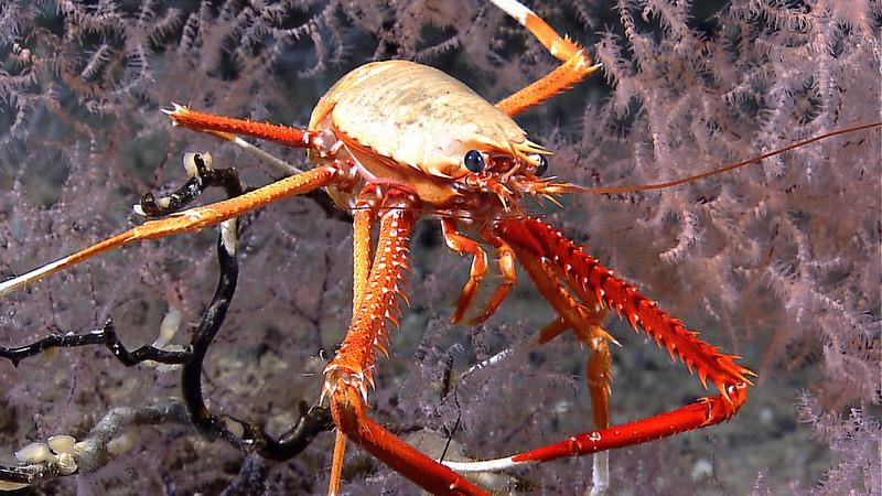 Scientists make jaw-dropping find after drilling more than 1,500 feet into Antarctic ice: 'We even discovered a school of lobster-like creatures'