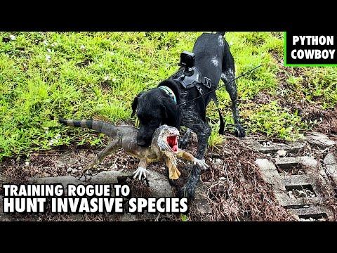 State officials unveil secret weapon to take down dangerous invasive species: 'They picked the right breed for the job'