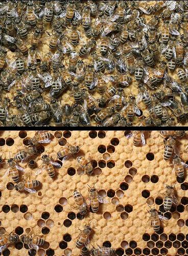 Scientists shaken by alarming discovery inside collapsing bee colonies — here's what they found